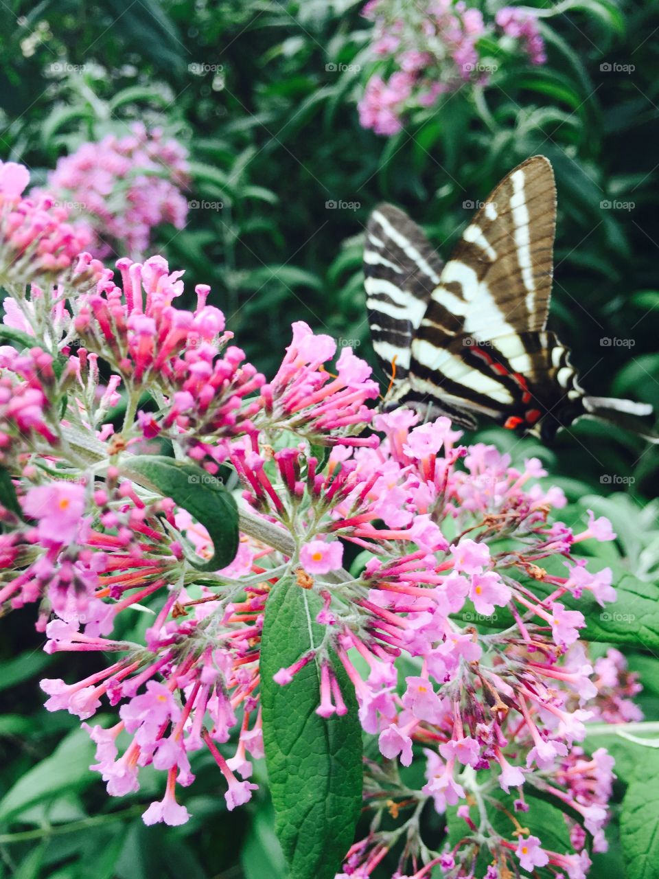 Butterfly bush 
