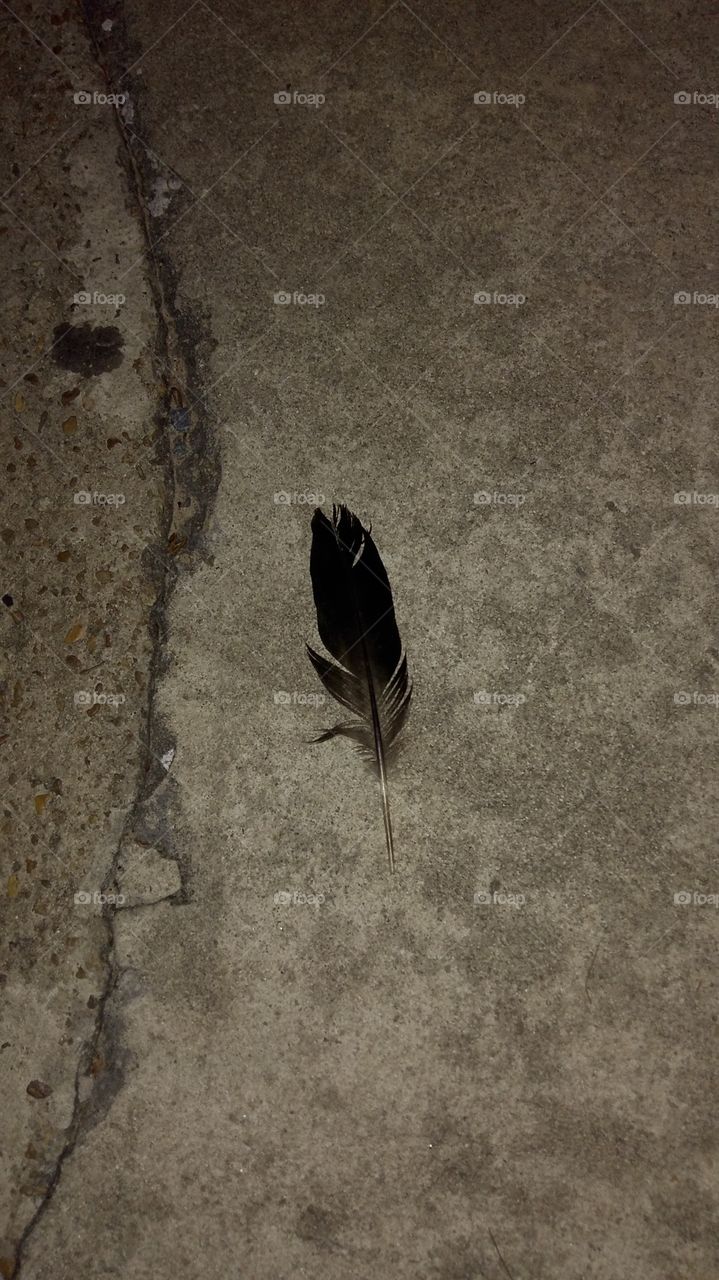 Single Feather on the Concrete