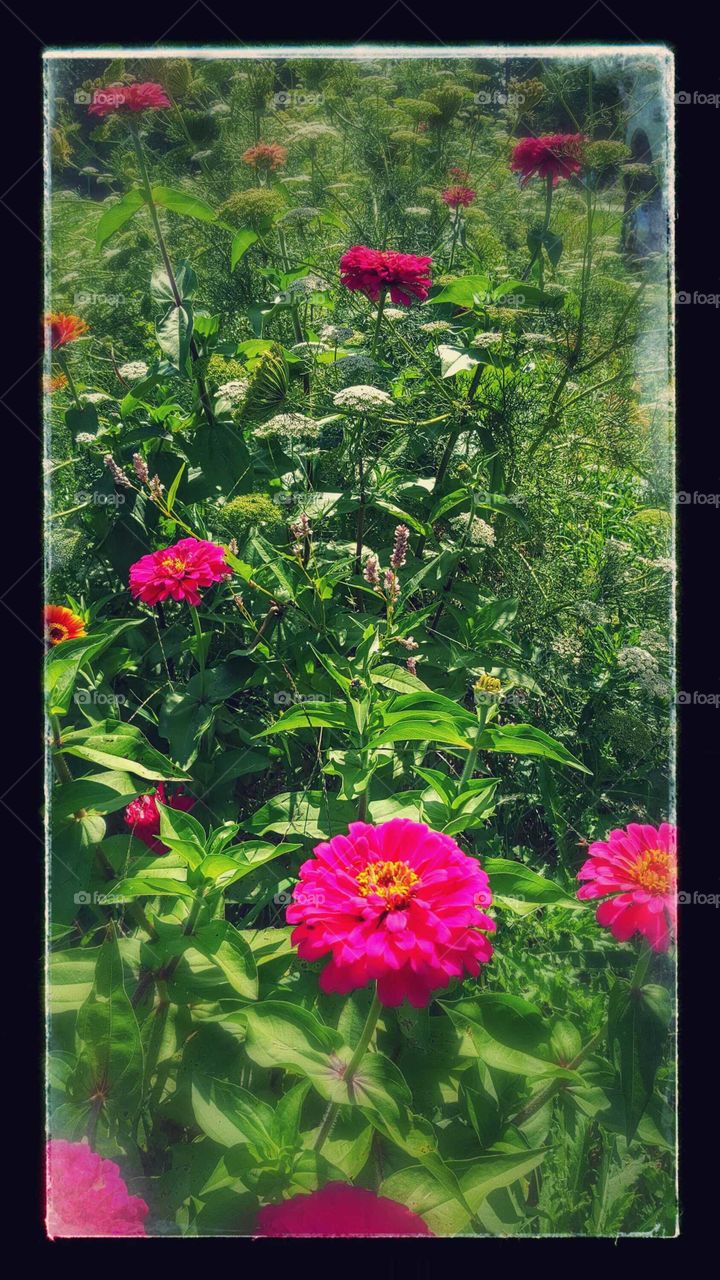 Wildflower Field