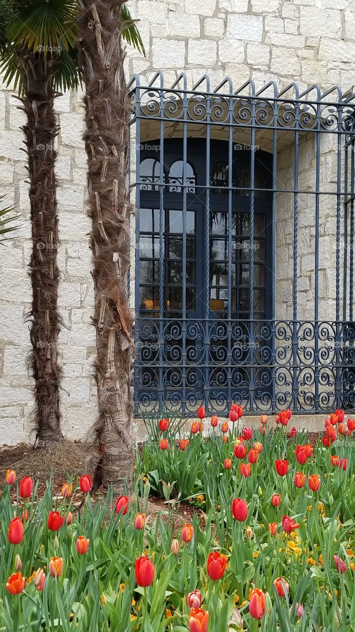 Tulips and wrought iron Window