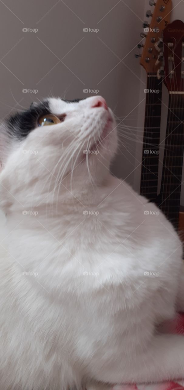 the kitty cat looking at sky