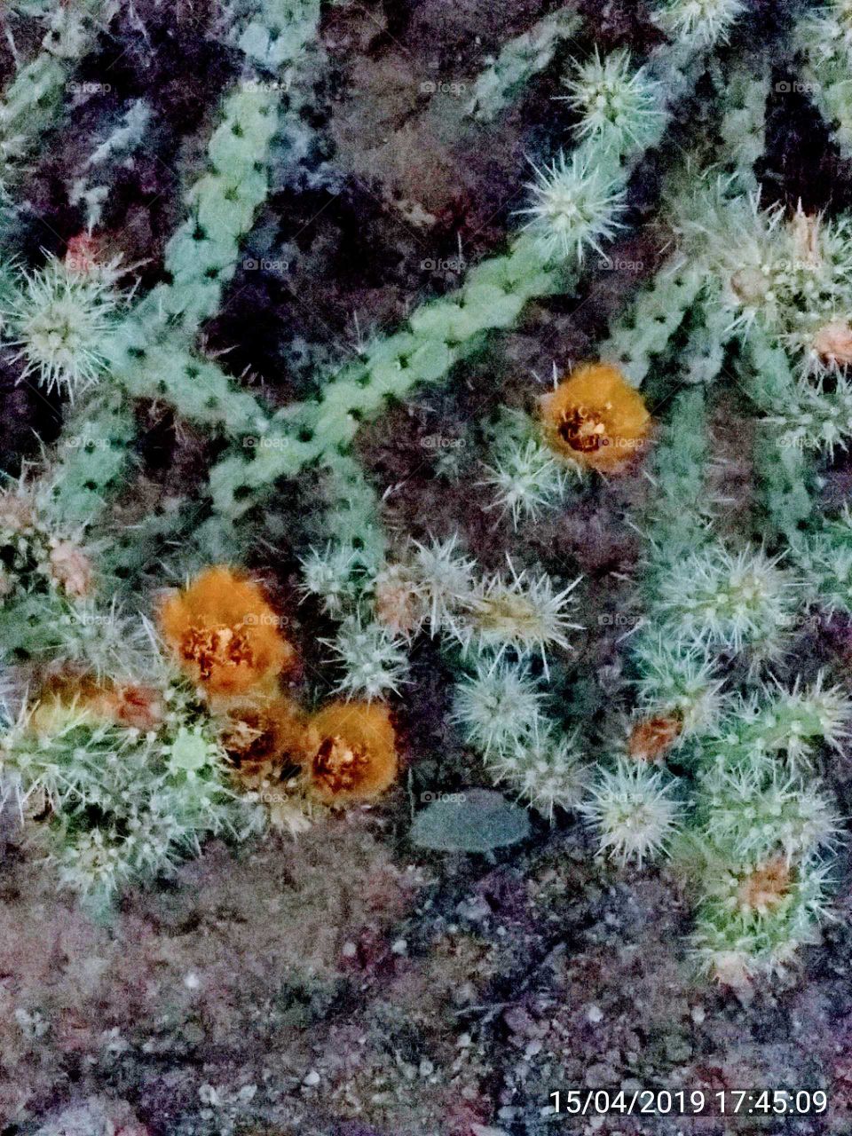 Cholla type cactus with bright orange flowers