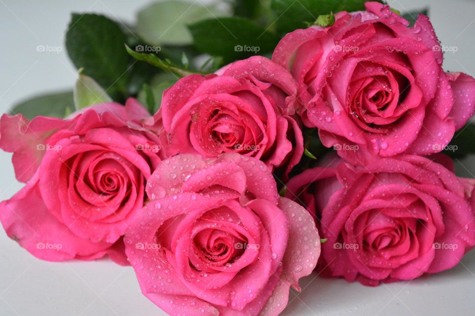 pink roses flowers