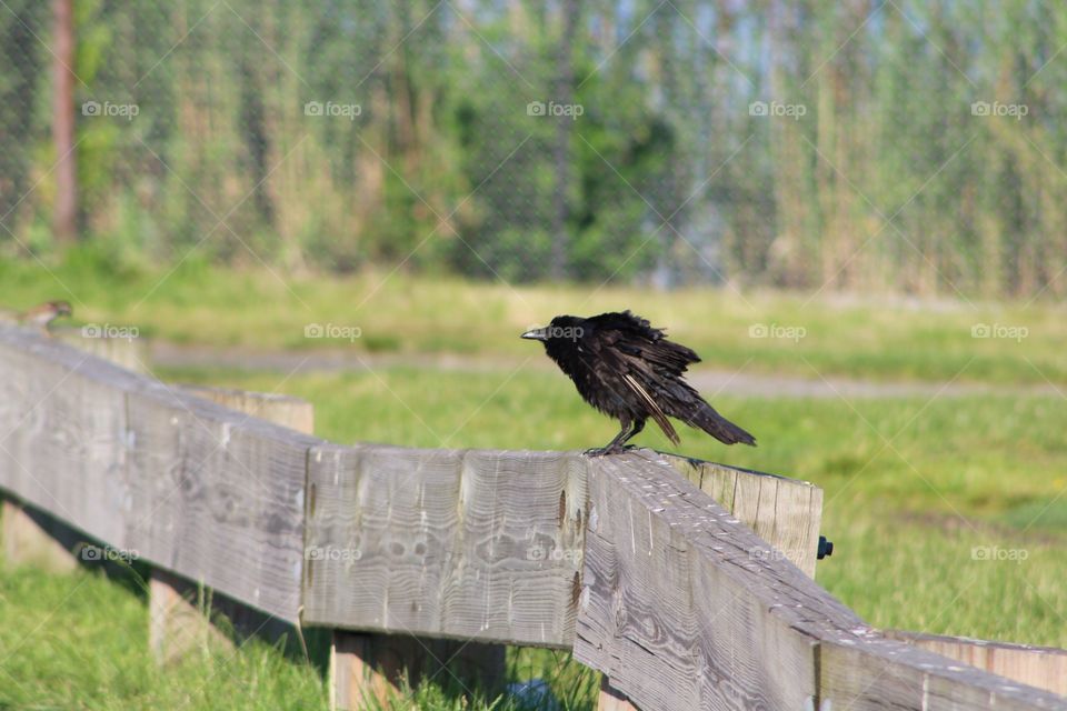 Bird, Nature, Grass, Outdoors, Wildlife