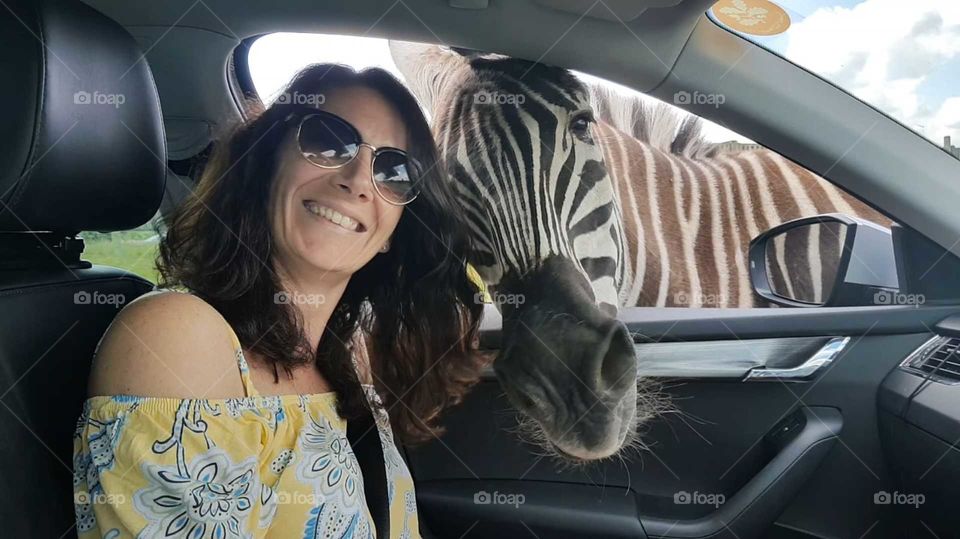 Zebra 