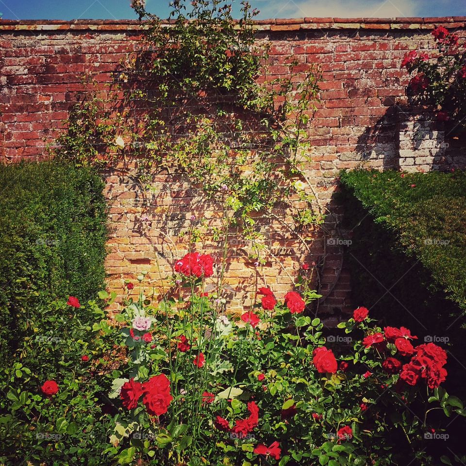 Garden. Old walled garden 