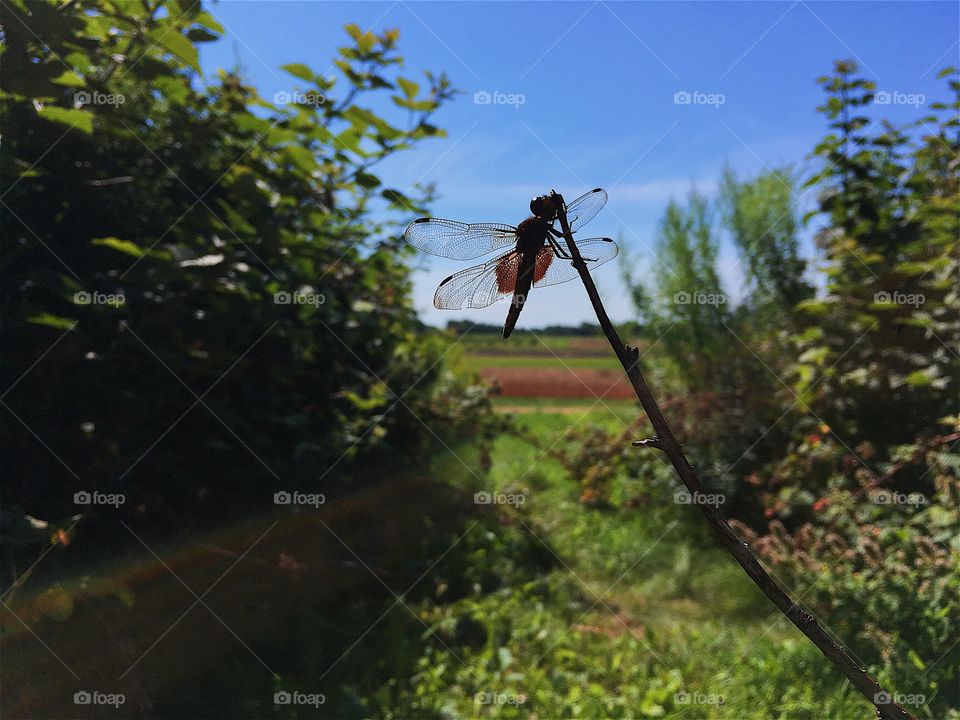 A drangonfly lands on a raspberry bush. 