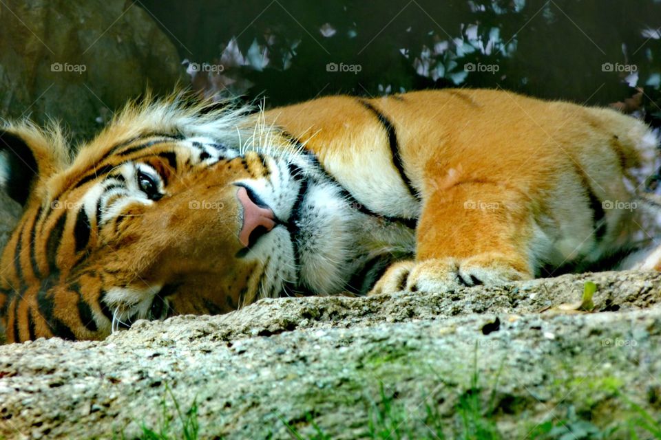 Almost asleep tiger