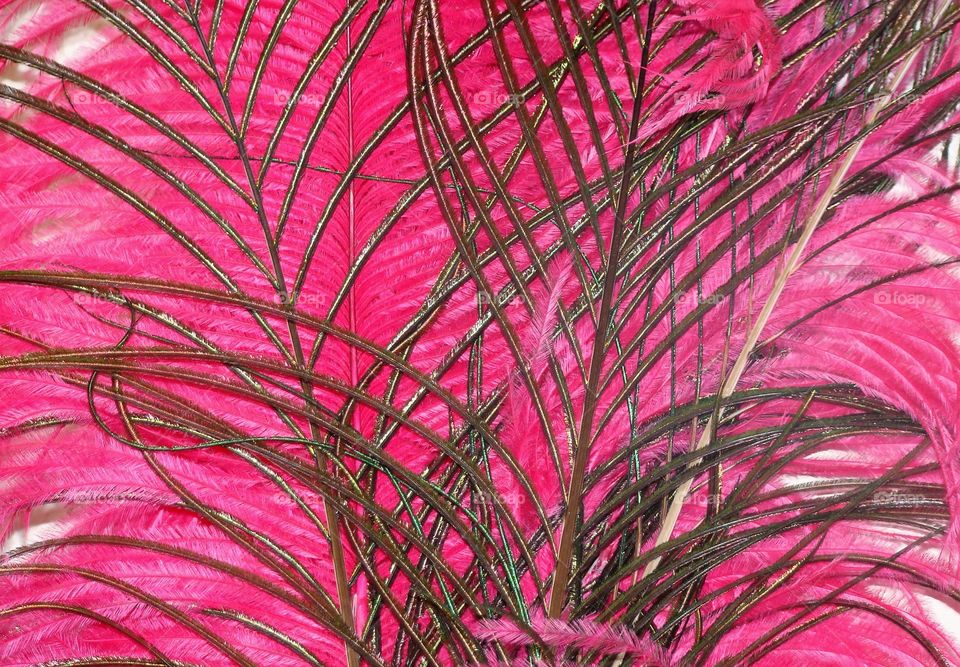 Pink feathers 