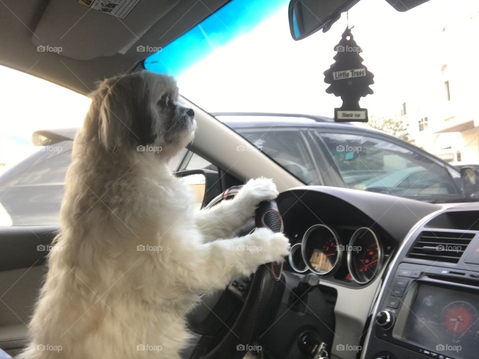 Cleo on the way to the Pet shop