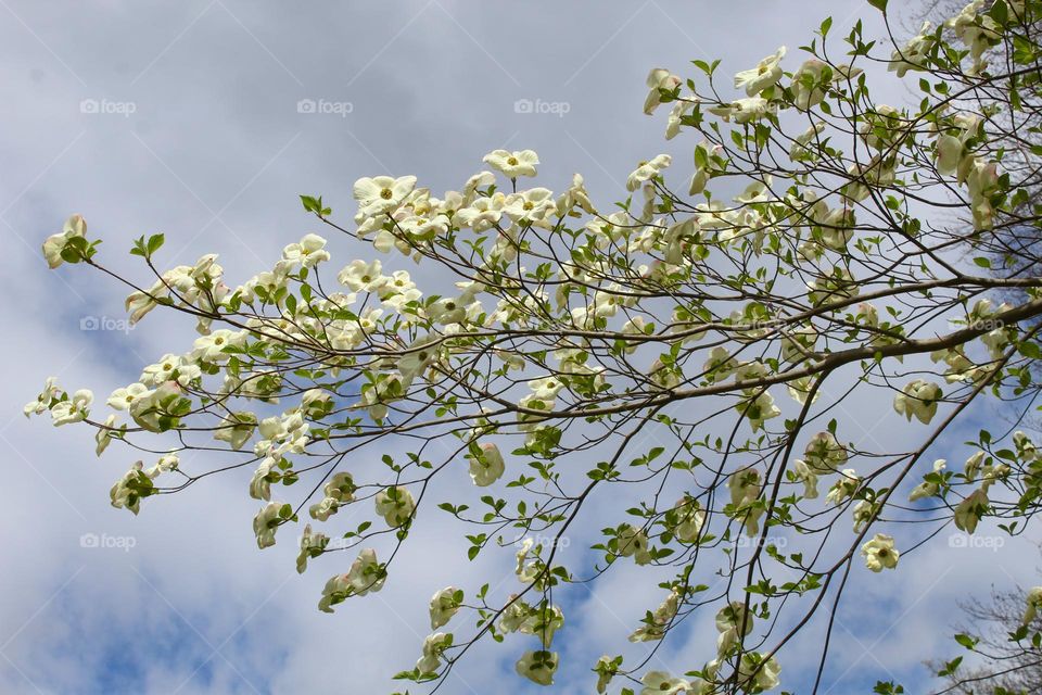 Cornus kousa, china girl.  A branch full of beautiful white flowers under a cloudy sky