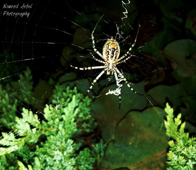 spider dude
