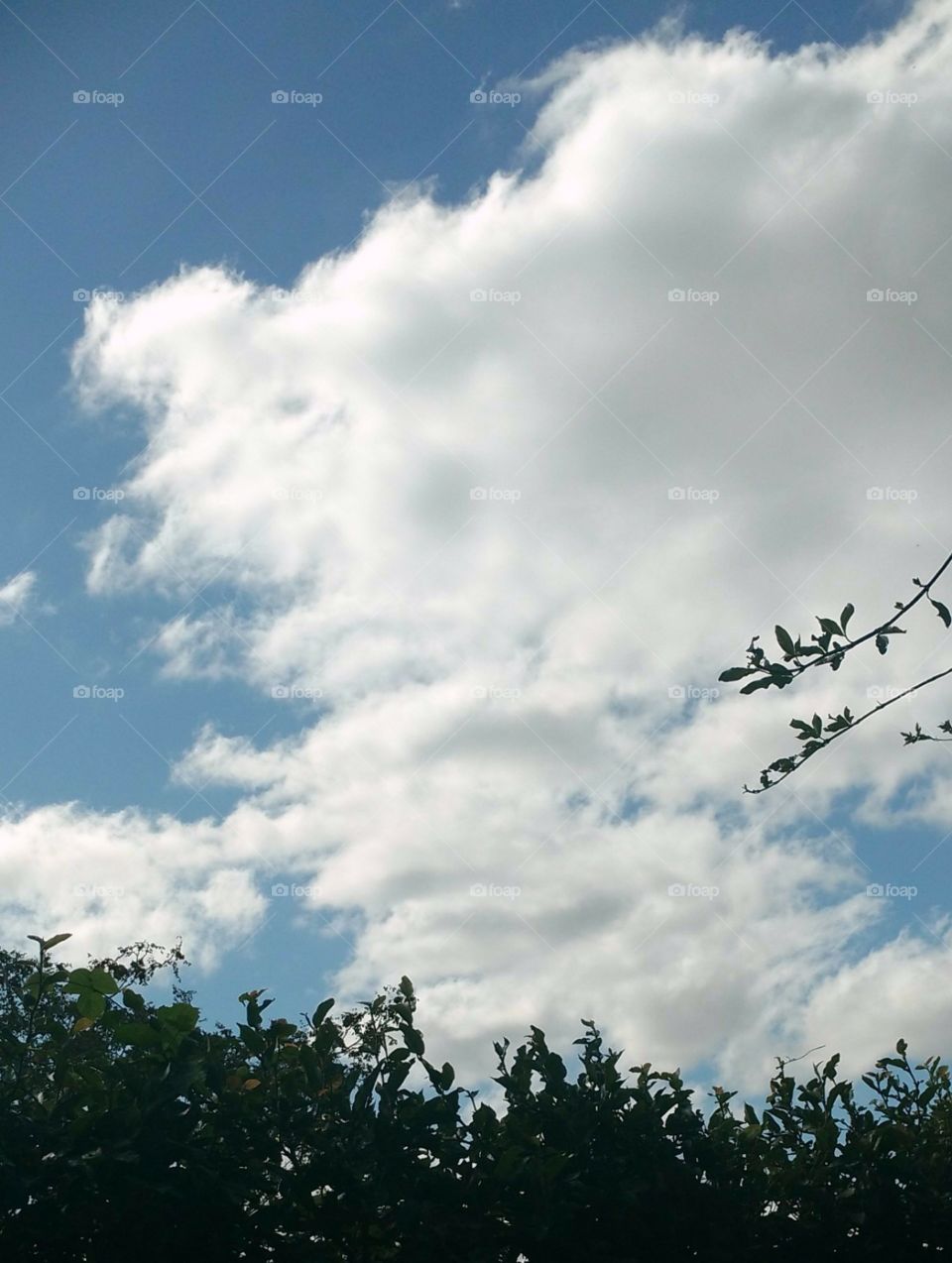 I took the picture through my window with my Motorola cell, the wind moves the plants from one side to another and the sky totally sunny, with some clouds making a warm shadow, which gives to my garden.