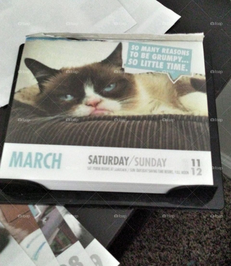 grumpy cat calender