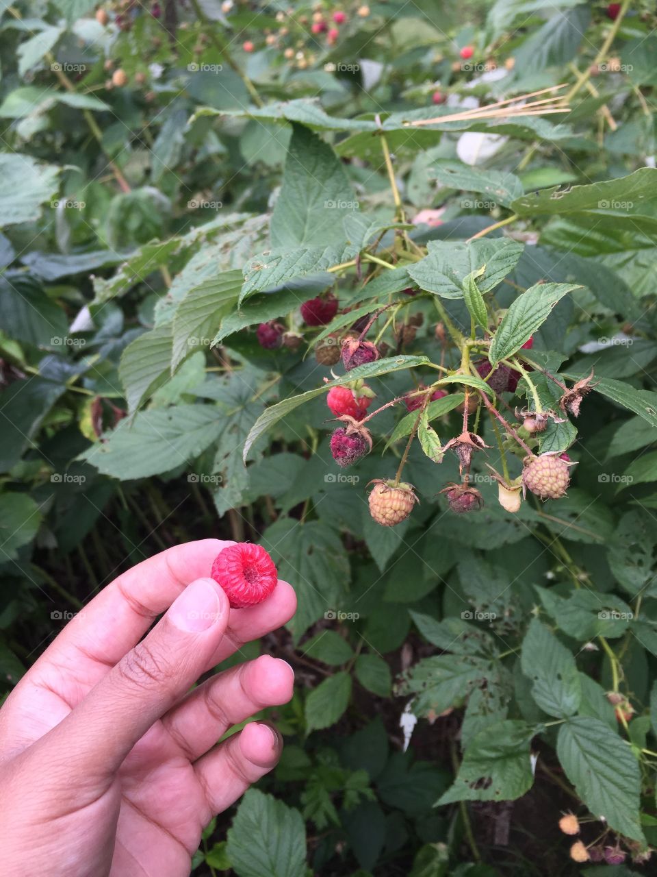 Picking raspberries at a fruit farm 