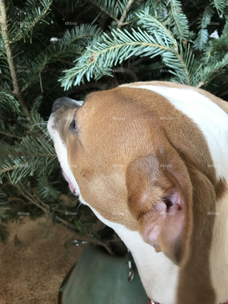 Pit-bulls and Christmas trees; not a good combo.