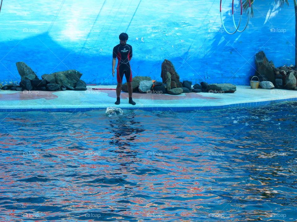 Swimming, Water, Dolphin, Blower, Whale