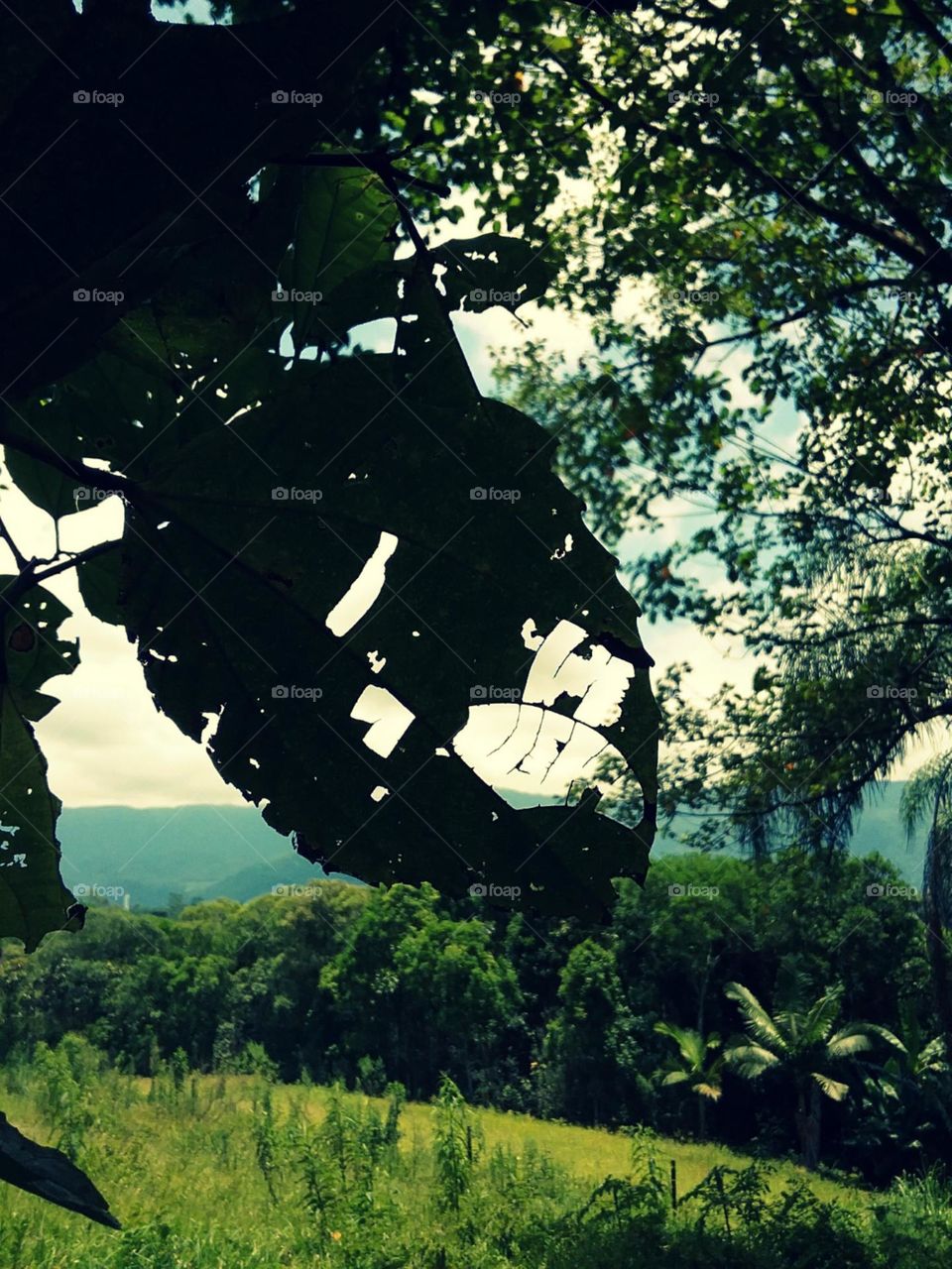 O olhar por entre a folha sagrada.