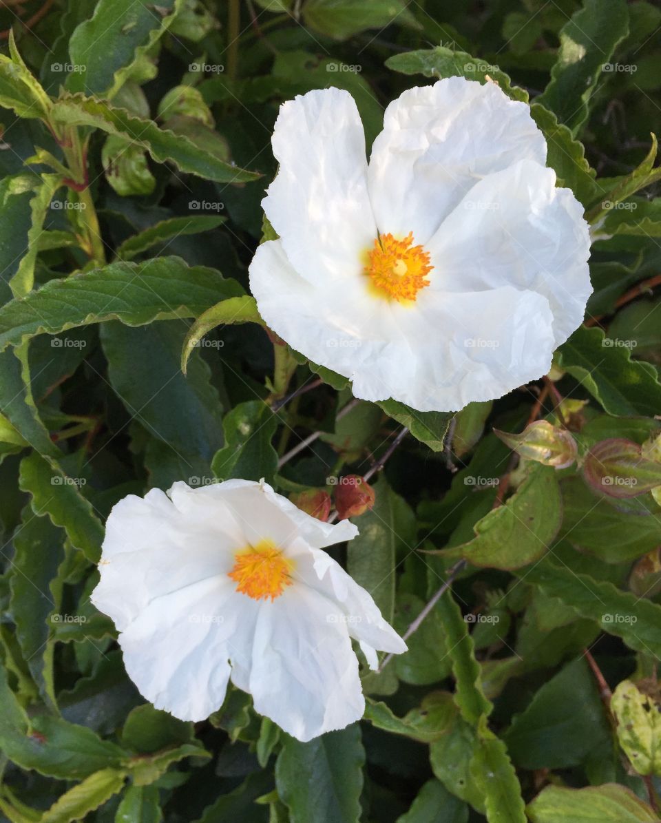 White flowers