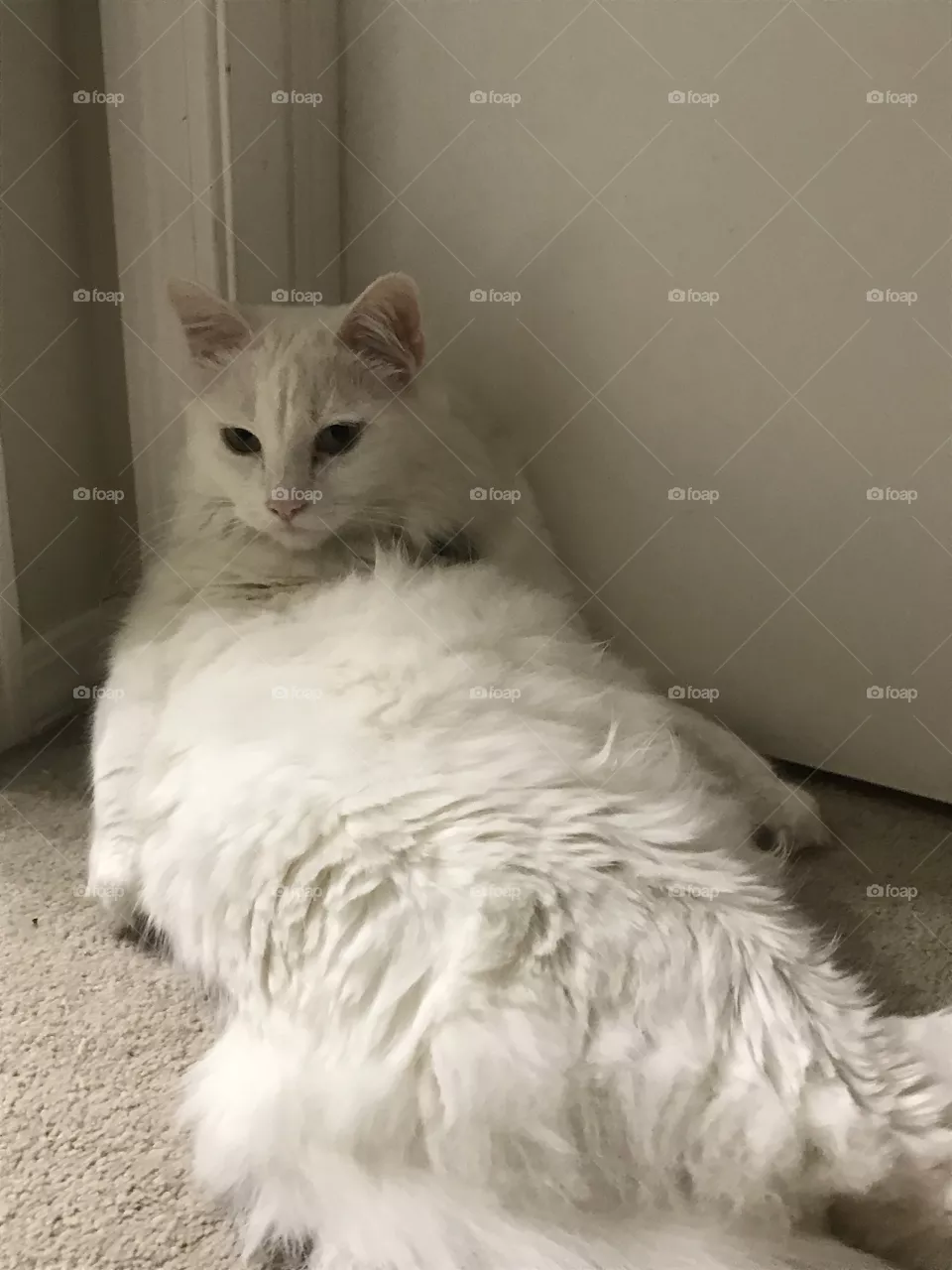 Merlin