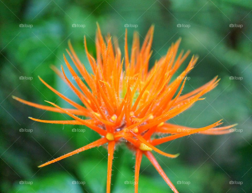 Orange flower