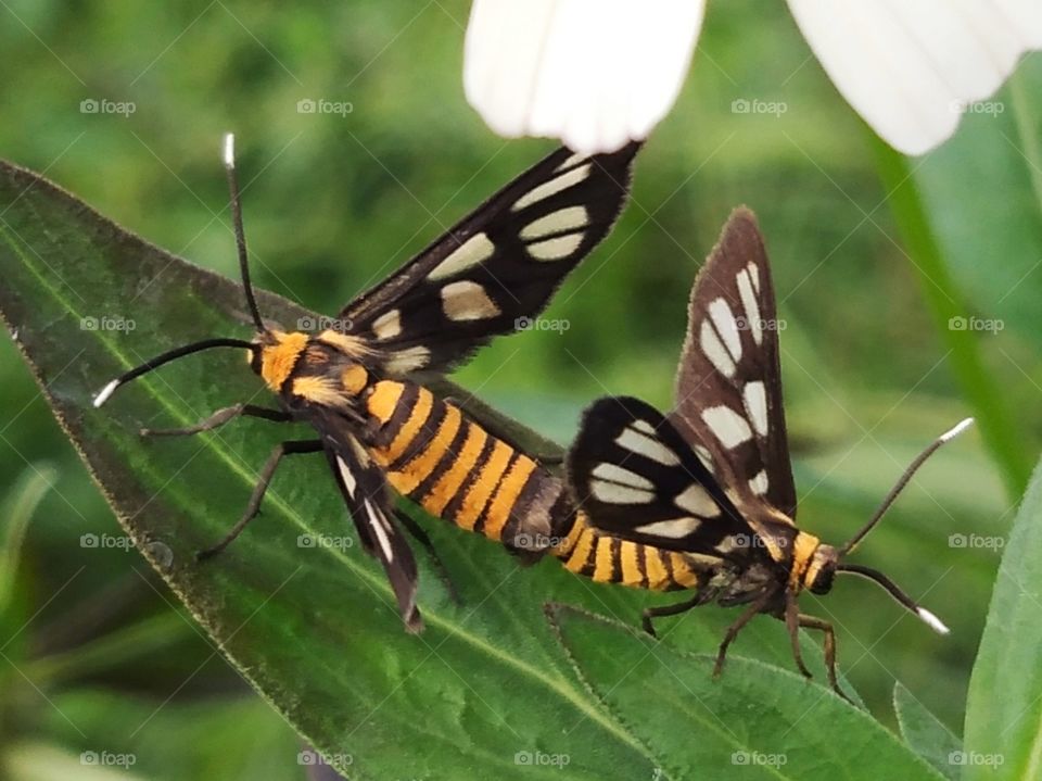 Butterfly in love.