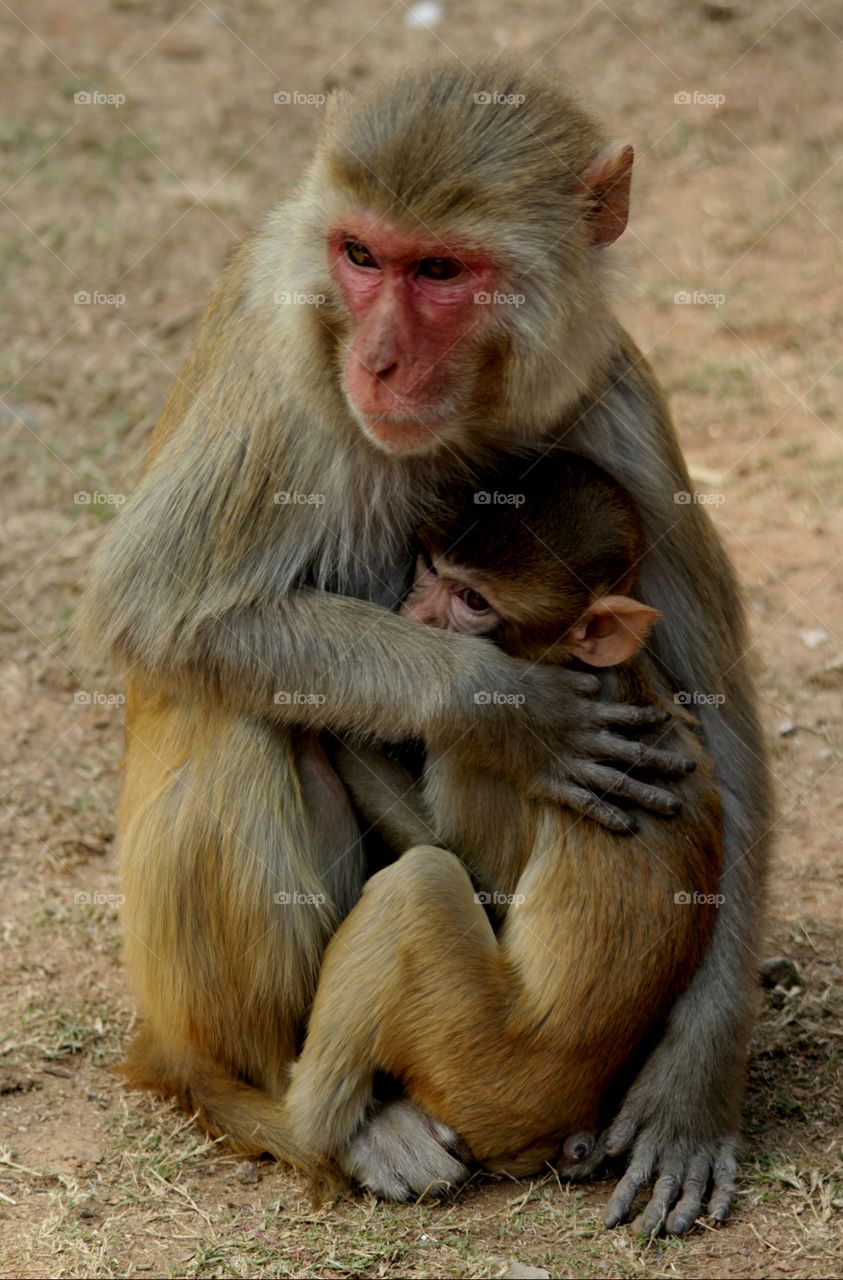 Monkey holding his baby