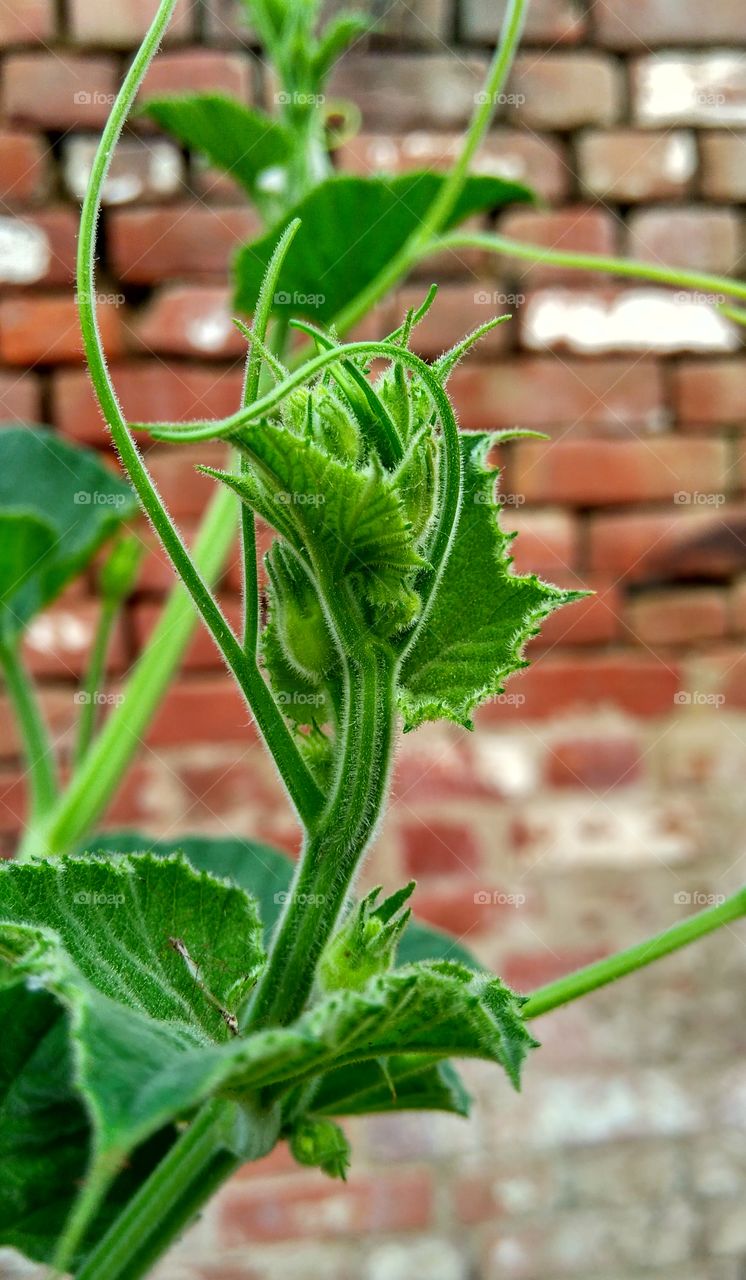 creaper of vegetable locky