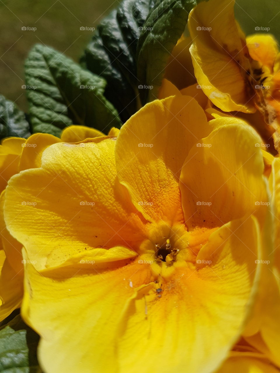 polyantha flower