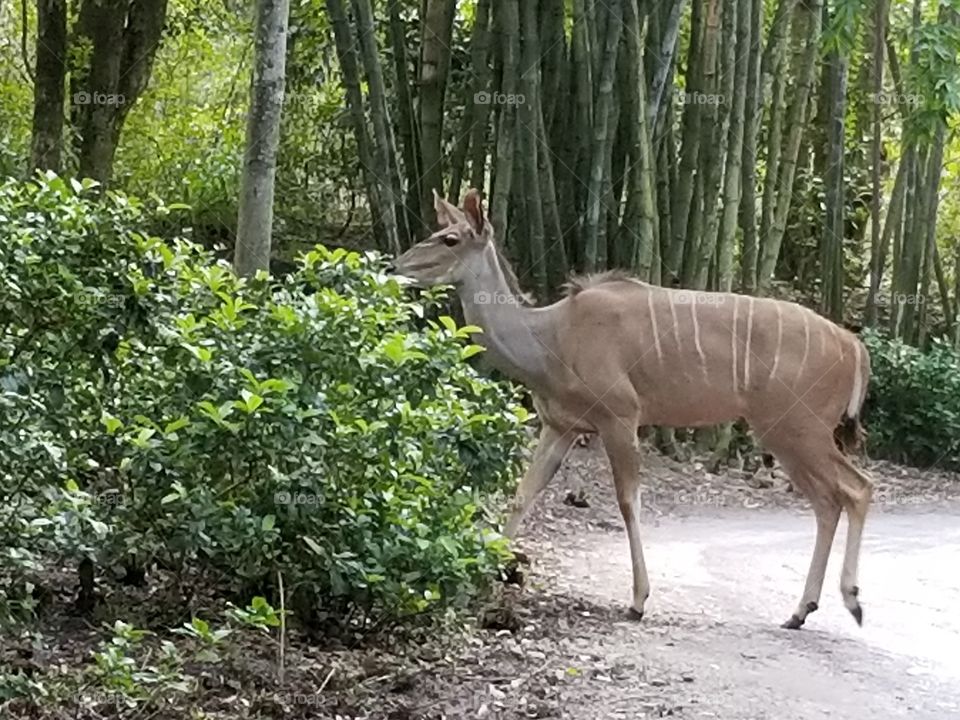 Wood, Nature, Mammal, Wild, Outdoors