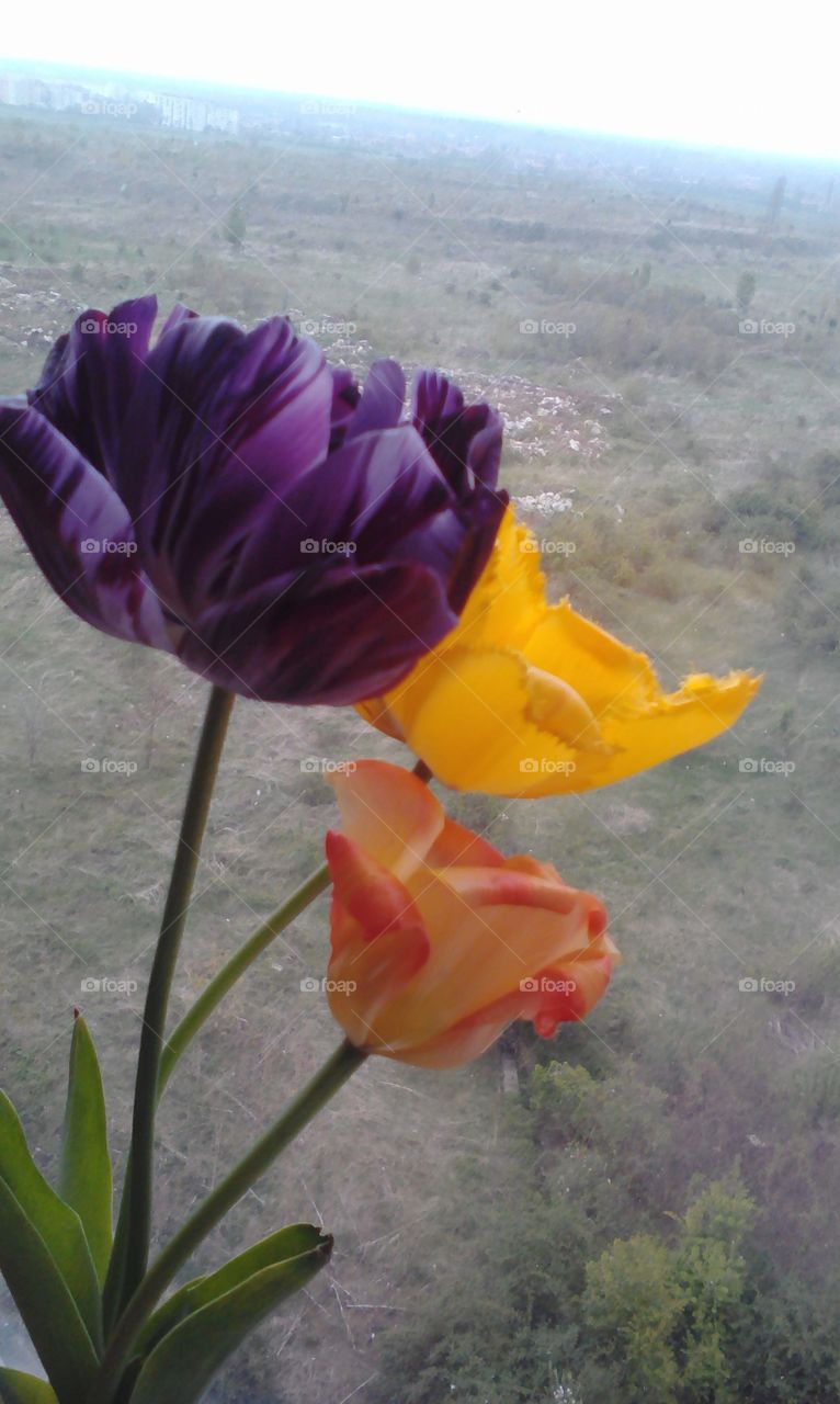 Flowers at the window