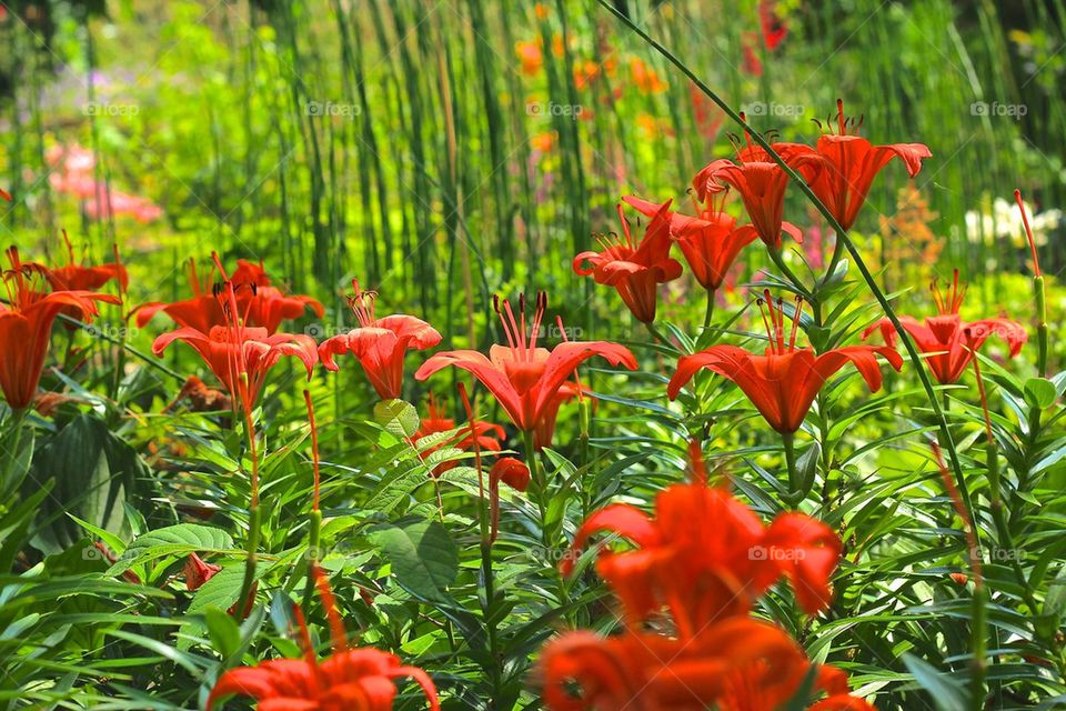 Garden Flowers