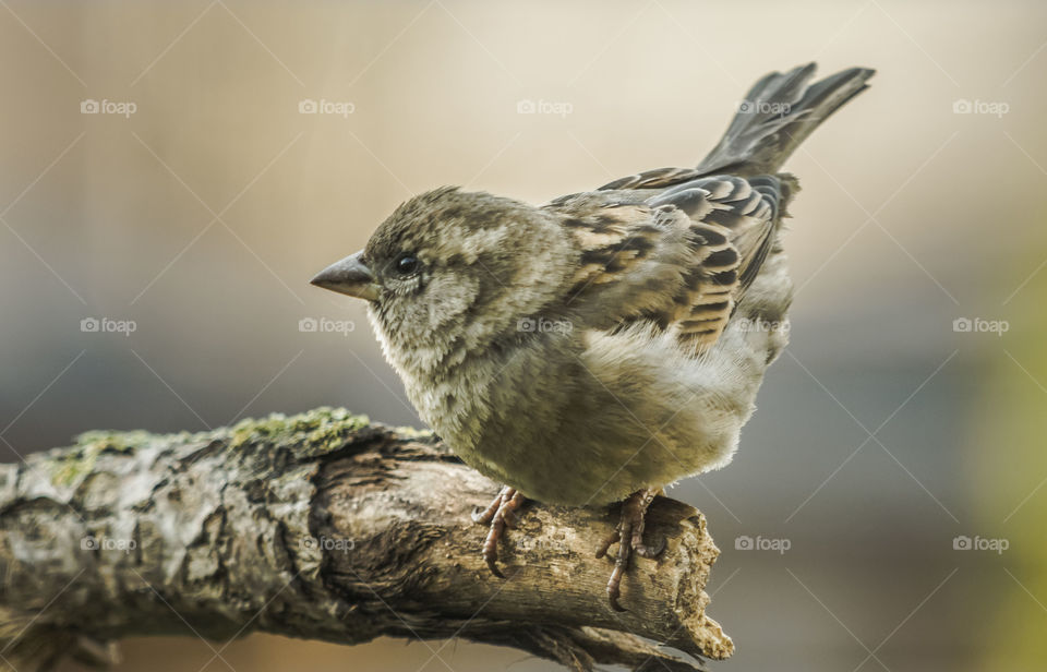 Bird, Wildlife, Nature, Sparrow, Birdwatching