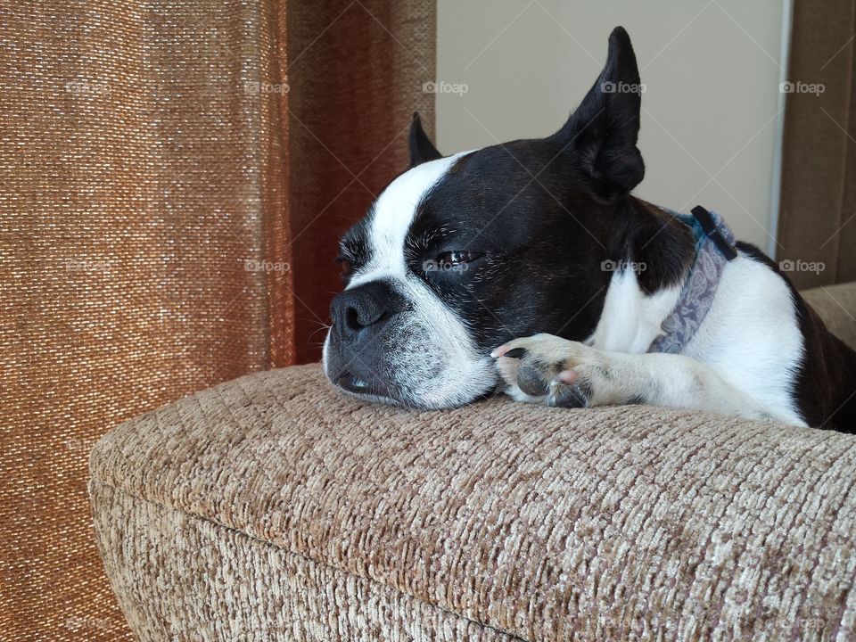 Close-up of dog on sofa