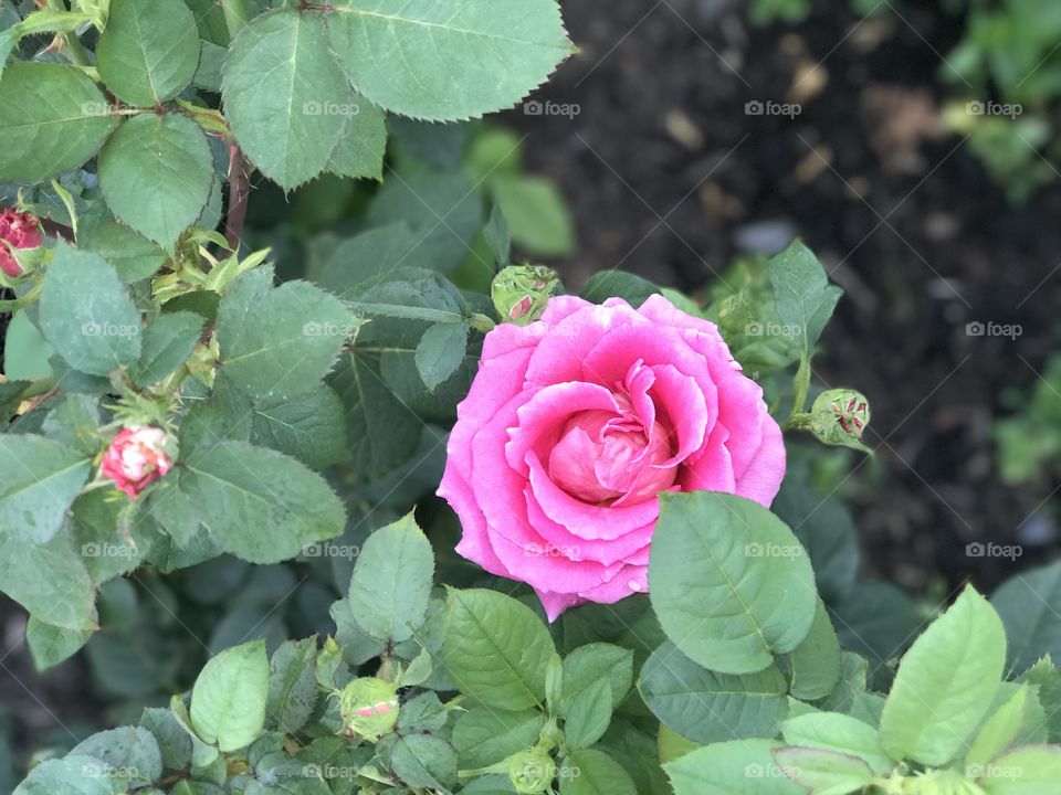 Portland Rose garden:  Rose adorable