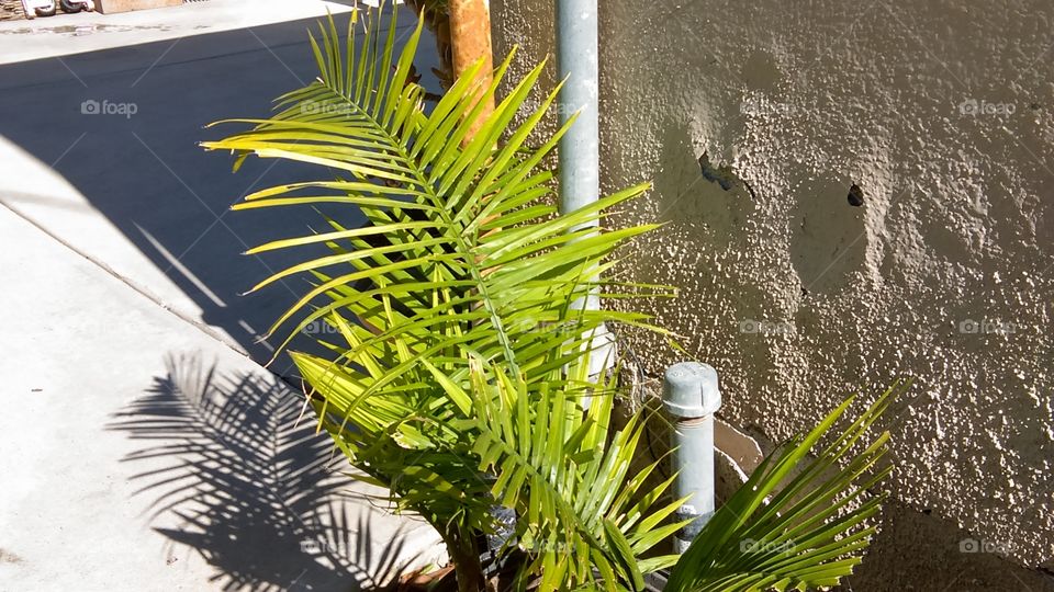 Small potted palm grows next to an uneven, damaged, and patched stucco exterior wall, with a rusty drain pipe behind the foliage.