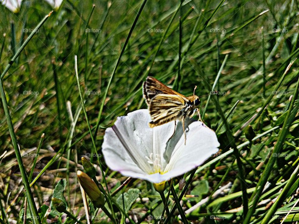 Moth and Morning Glory