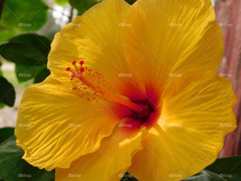 Macro shot of a yellow hibiscus 