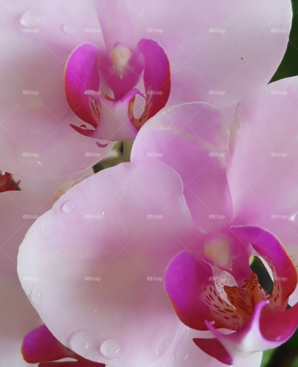 Closeup Orchid