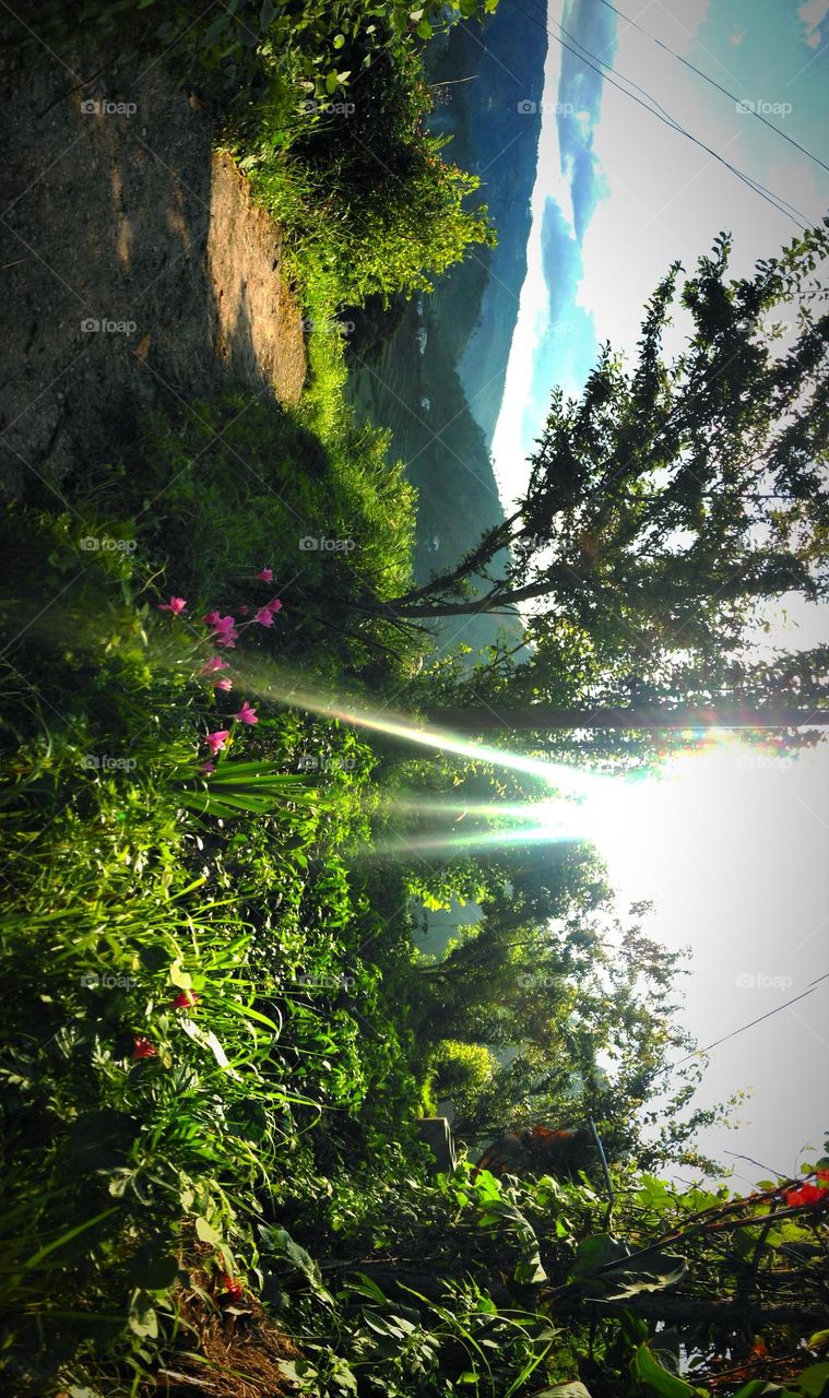 sun light passing through the tree