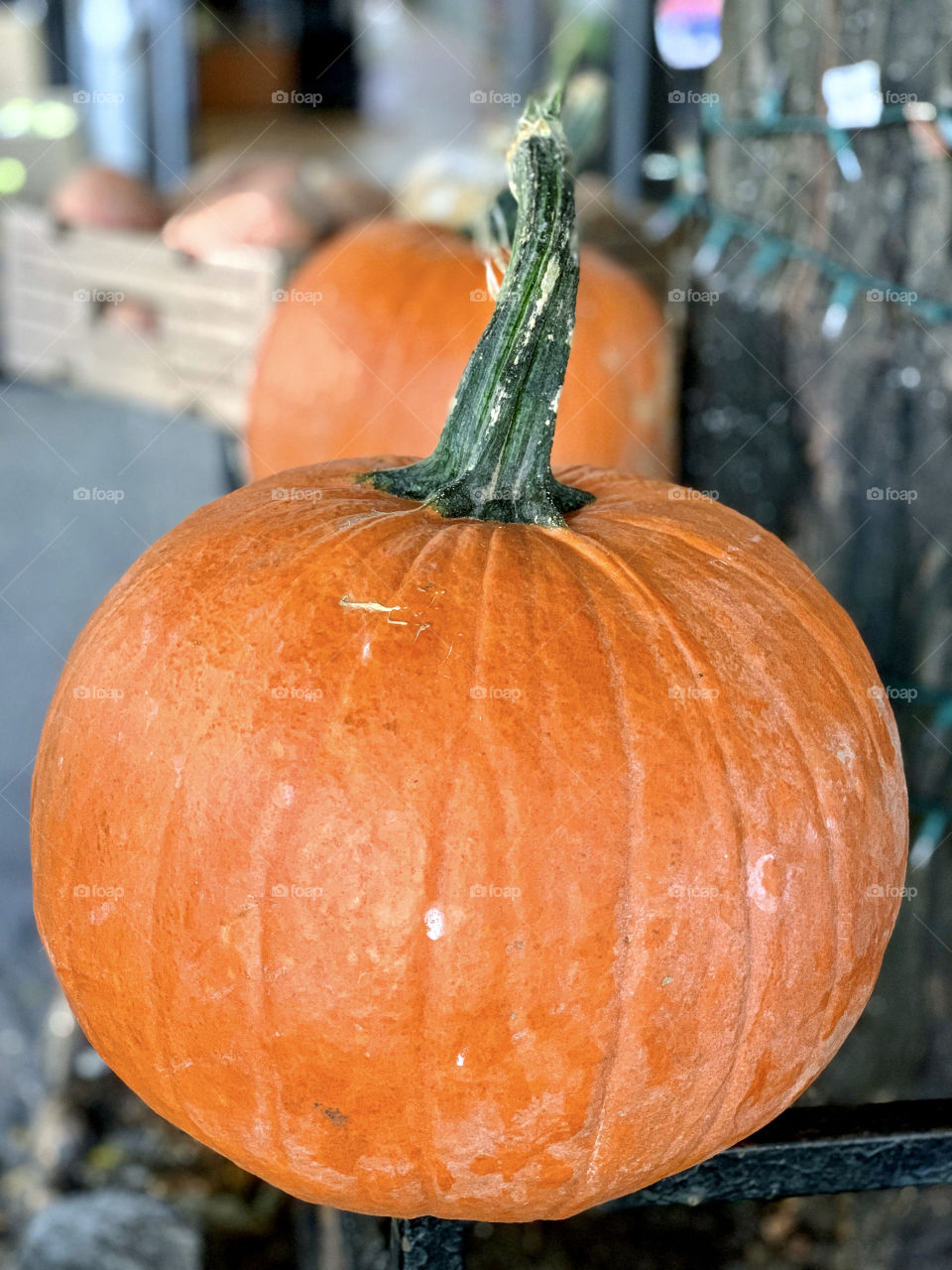 Close up shot of pumpkin outside the store lying and leaning the trunk. Fruit and food.