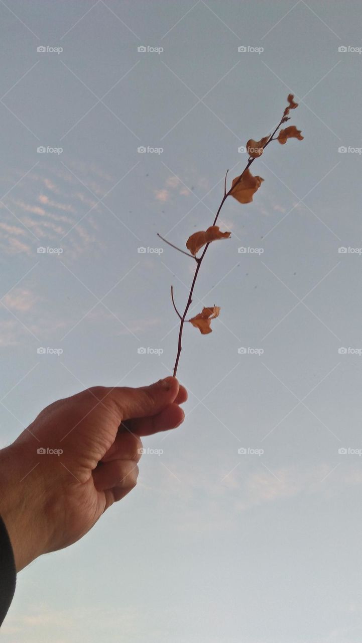 I m holding a dried plant.