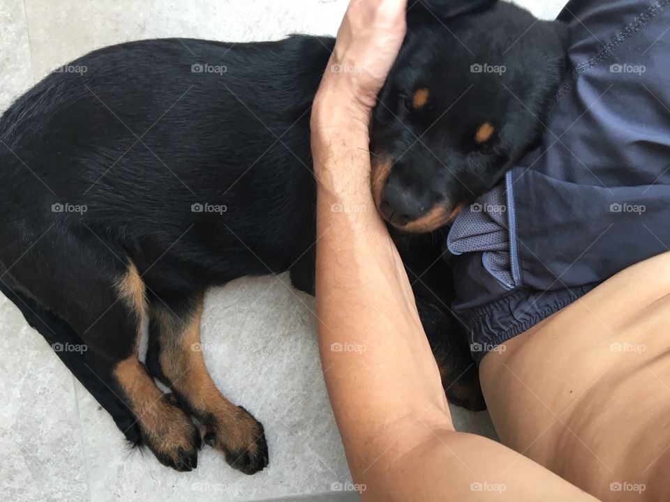 Cute Rottweiler puppy and its owner