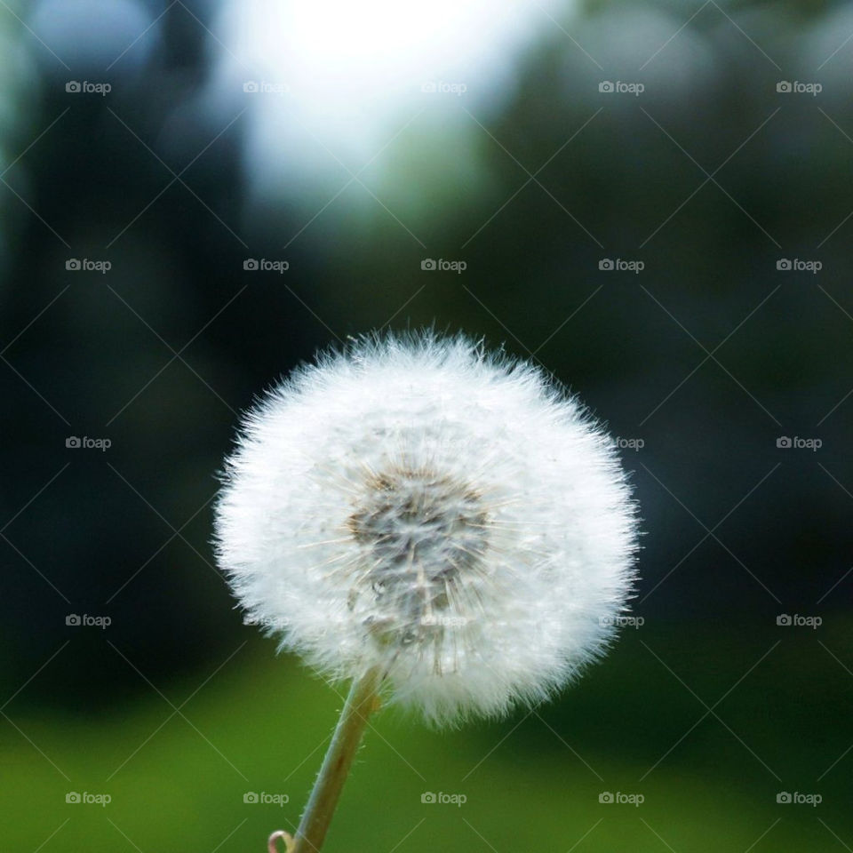 dandelion