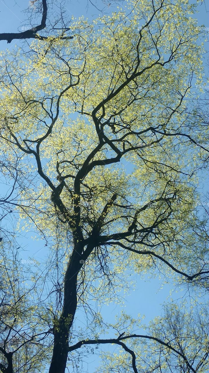 Tree, Landscape, Wood, Branch, Nature