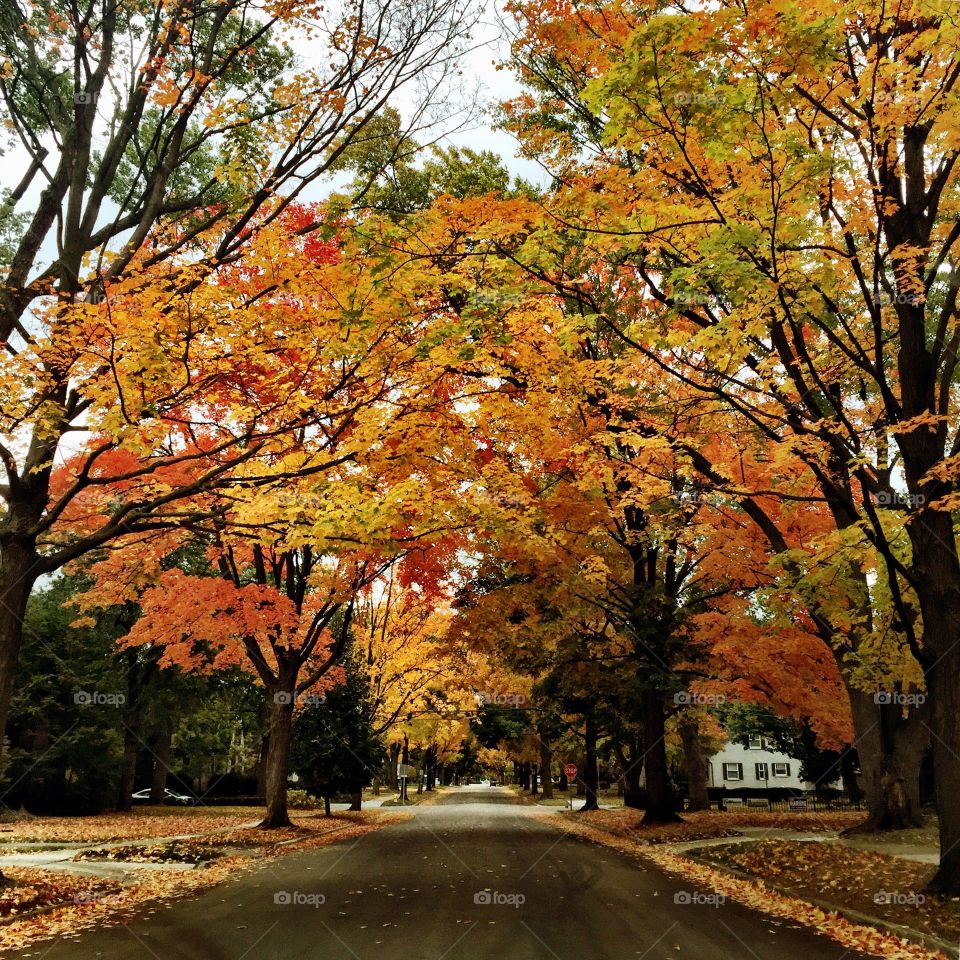 Fall in Michigan 