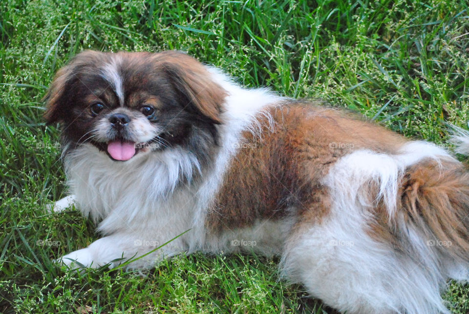 Close-up of pekingese