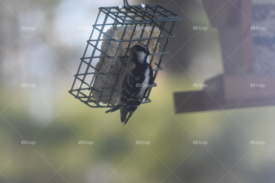 woodpecker feeding at bird feeder