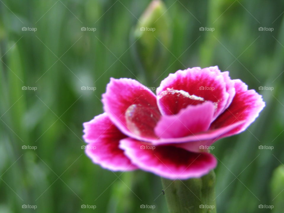 dianthus flower