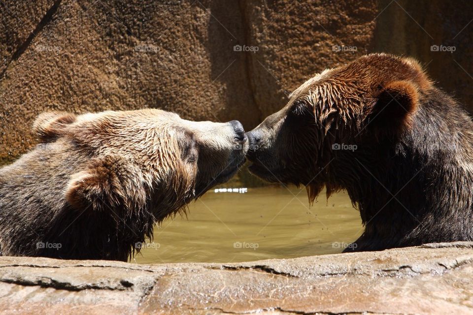 Bears kissing 